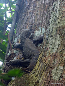 Iguane- Taman Negara - Malaisie